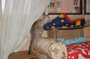 Keops Bild von Keops