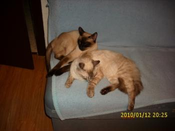 Bild von Sammy