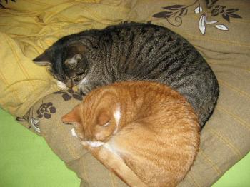Canela und Freund Bild von Canela