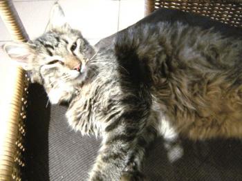 Tom und Jerry Bild von Tom