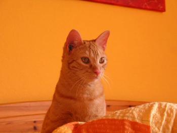 Lucas Bild von Lucas