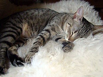 Bild von Txiki