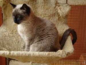 4823 Bild von Findus