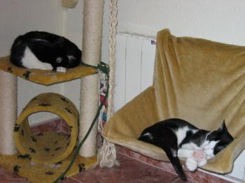 Pitus Bild von Pitus