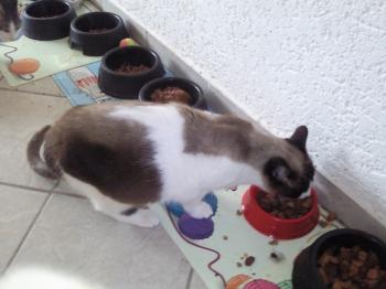 Canela Bild von Canela