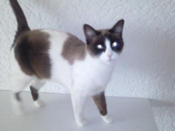 Canela Bild von Canela