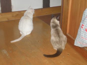 Eddi Bild von Spike