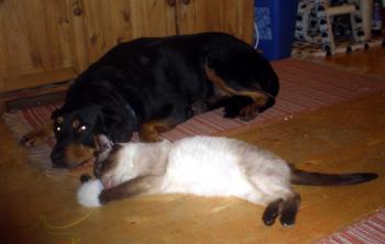 Eddi Bild von Spike
