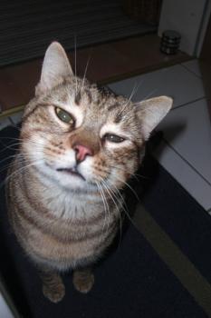 Machito Bild von Machito