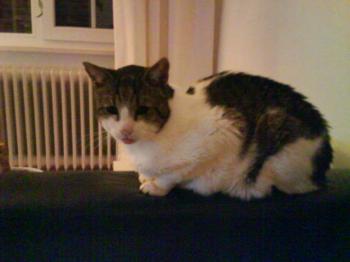 Lino Bild von Croqueto