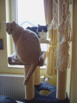 Benny Bild von Ginger