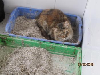Serafina Bild von Serafina