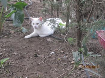 Blanquito Bild von Blanquito