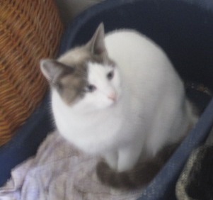 Ohne Bild von Avelina