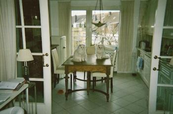 Ice Bild von Ice