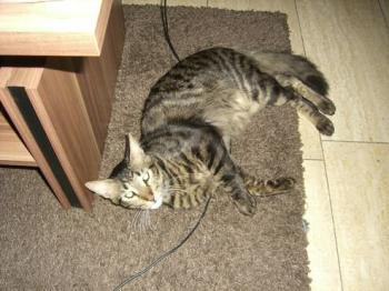 Ramssiss Bild von Ramssiss