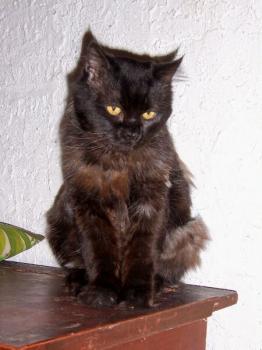 Diesel Bild von Diesel