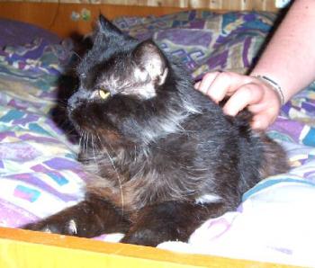 Diesel Bild von Diesel