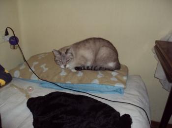 Keops Bild von Keops
