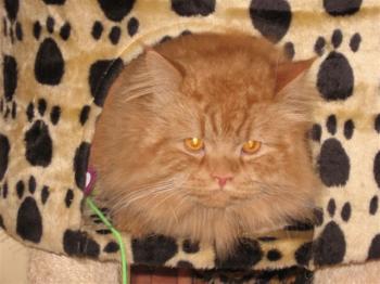 LEon Bild von Leon - 4367