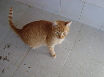 Bild von Ford