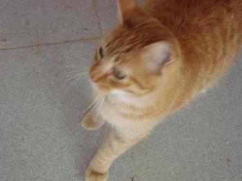 Bild von Ford