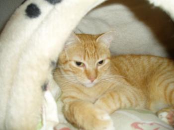Bild von Ford