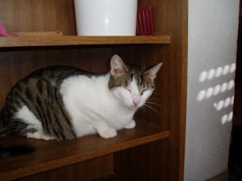 Tigris Bild von Tigris