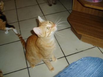 Bild von Ford