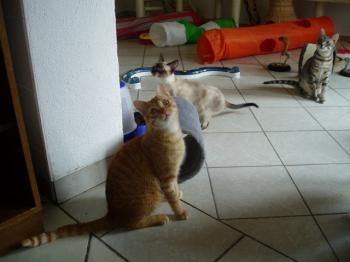 Bild von Ford