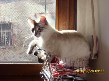Bild von Sammy