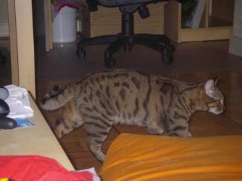 Rabito Bild von Rabito