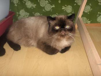 Bebo Bild von Bebo