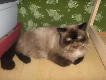 Bebo Bild von Bebo