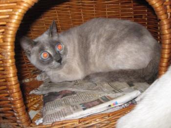 Ohne Bild von Isabella