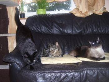Dougy und seine neuen Freunde Bild von Patrick