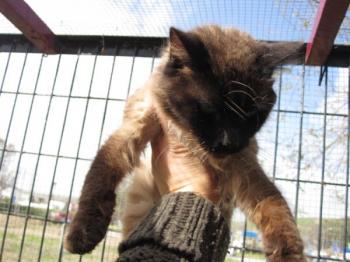 Ohne Bild von Brownie