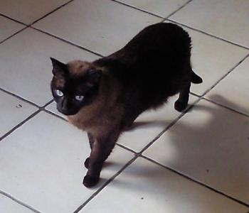 Mika Bild von Mika