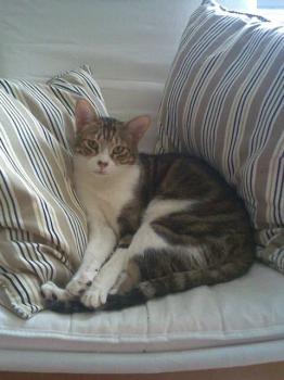 Hansel im neuen Zuhause Bild von Hansel