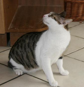 Tigris Bild von Tigris