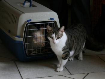 Tigris Bild von Tigris