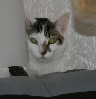 Henry Bild von Henry