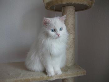Lian Bild von Lian