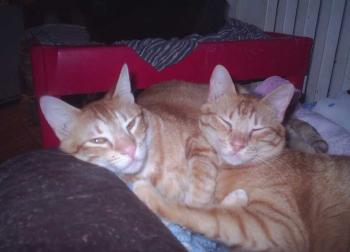 CC Bild von Chip