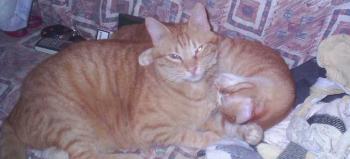 CC Bild von Chip