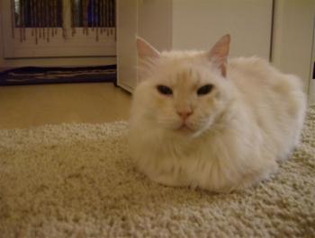 Pharo Bild von Bonbon