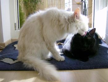 Pharo Bild von Bonbon