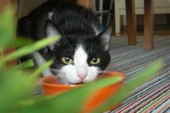 Kemino Bild von Kemino