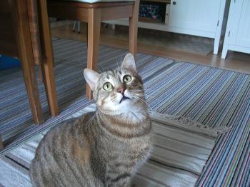 Machito Bild von Machito
