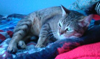 Fiona Bild von Fiona